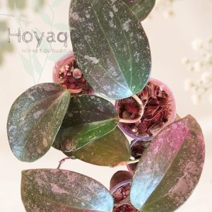 Hoya latifolia 'Rimba Perak'
