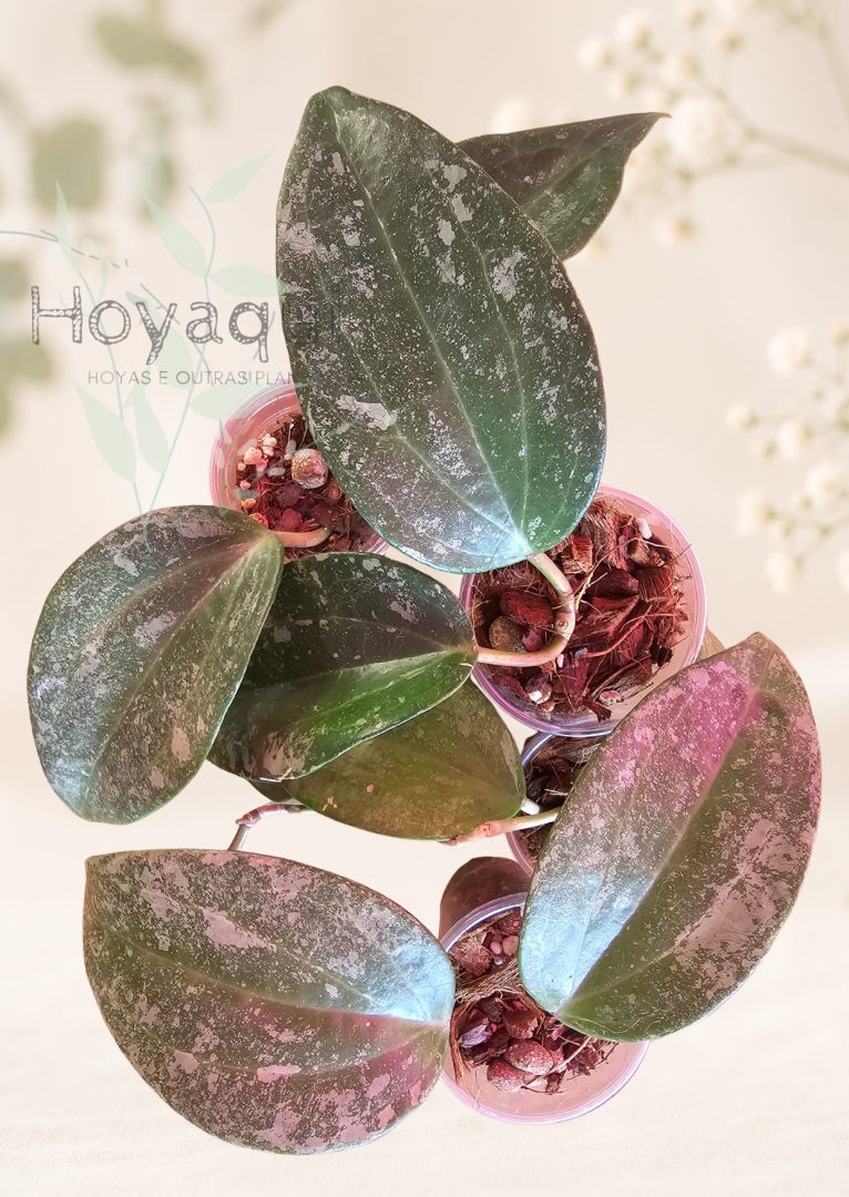 Hoya latifolia 'Rimba Perak'