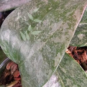 Hoya latifolia ‘Rimba Perak’