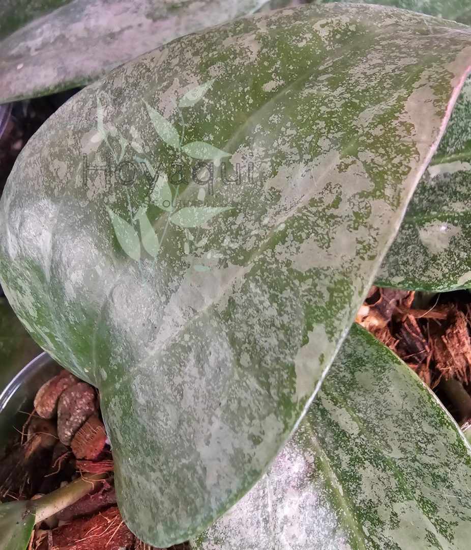 Hoya latifolia ‘Rimba Perak’