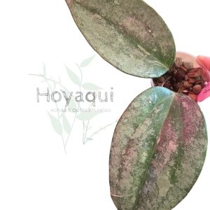Hoya latifolia ‘Rimba Perak’