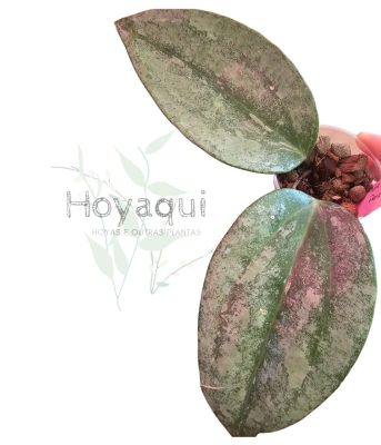 Hoya latifolia ‘Rimba Perak’