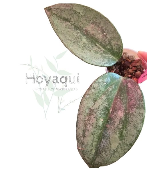 Hoya latifolia ‘Rimba Perak’