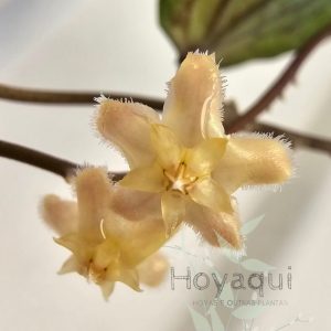 Hoya erythrina