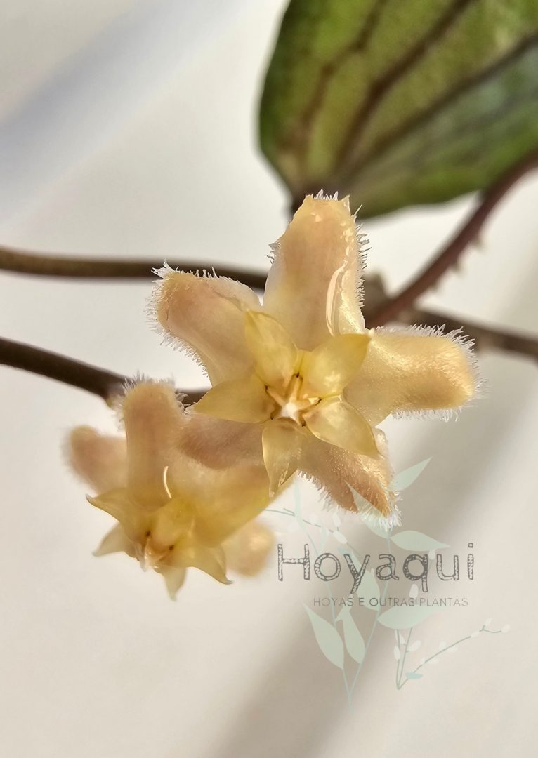 Hoya erythrina