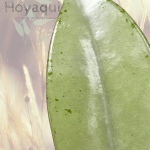 Hoya 'Wilbur Graves'
