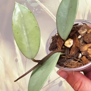 Hoya 'Wilbur Graves'