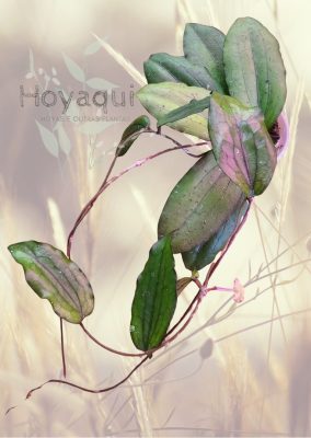 Hoya erythrina