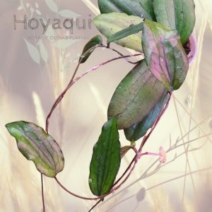 Hoya erythrina
