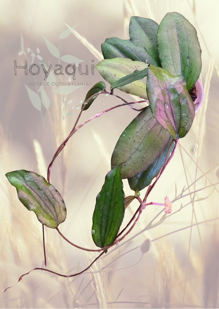 Hoya erythrina
