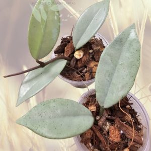 Hoya 'Wilbur Graves'