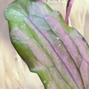 Hoya erythrina
