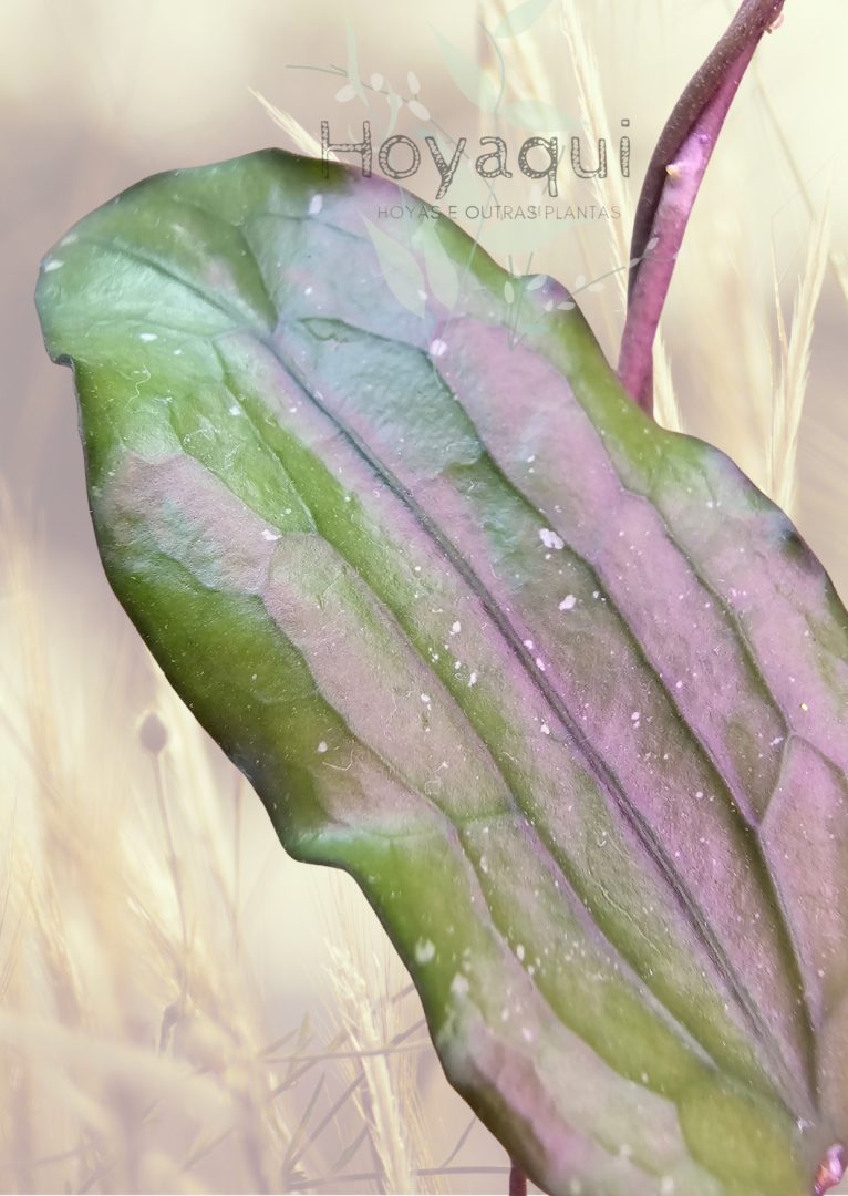 Hoya erythrina