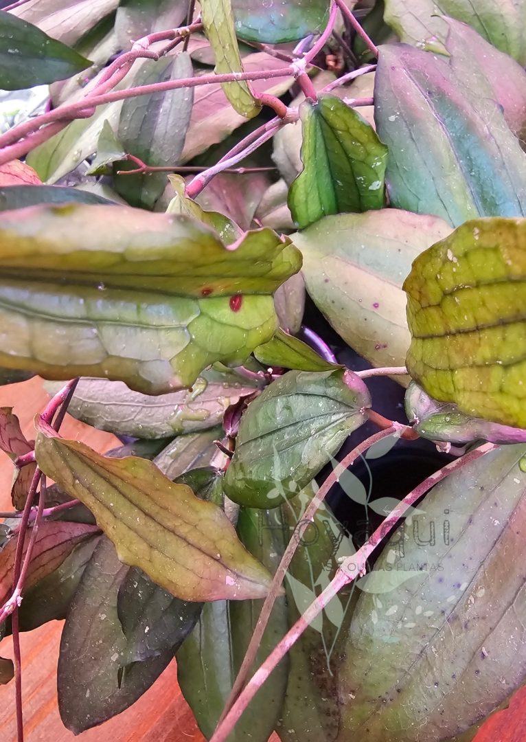 Hoya erythrina