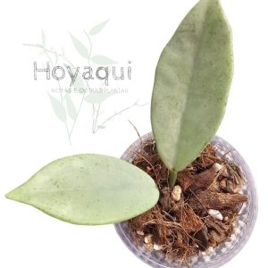 Hoya ‘Wilbur Graves Silver’