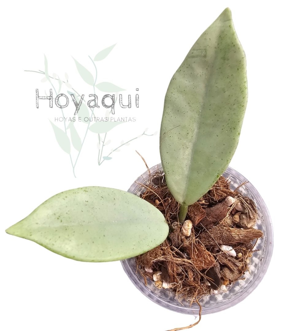 Hoya ‘Wilbur Graves Silver’