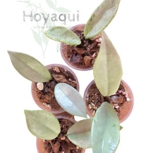Hoya ‘Wilbur Graves Silver’