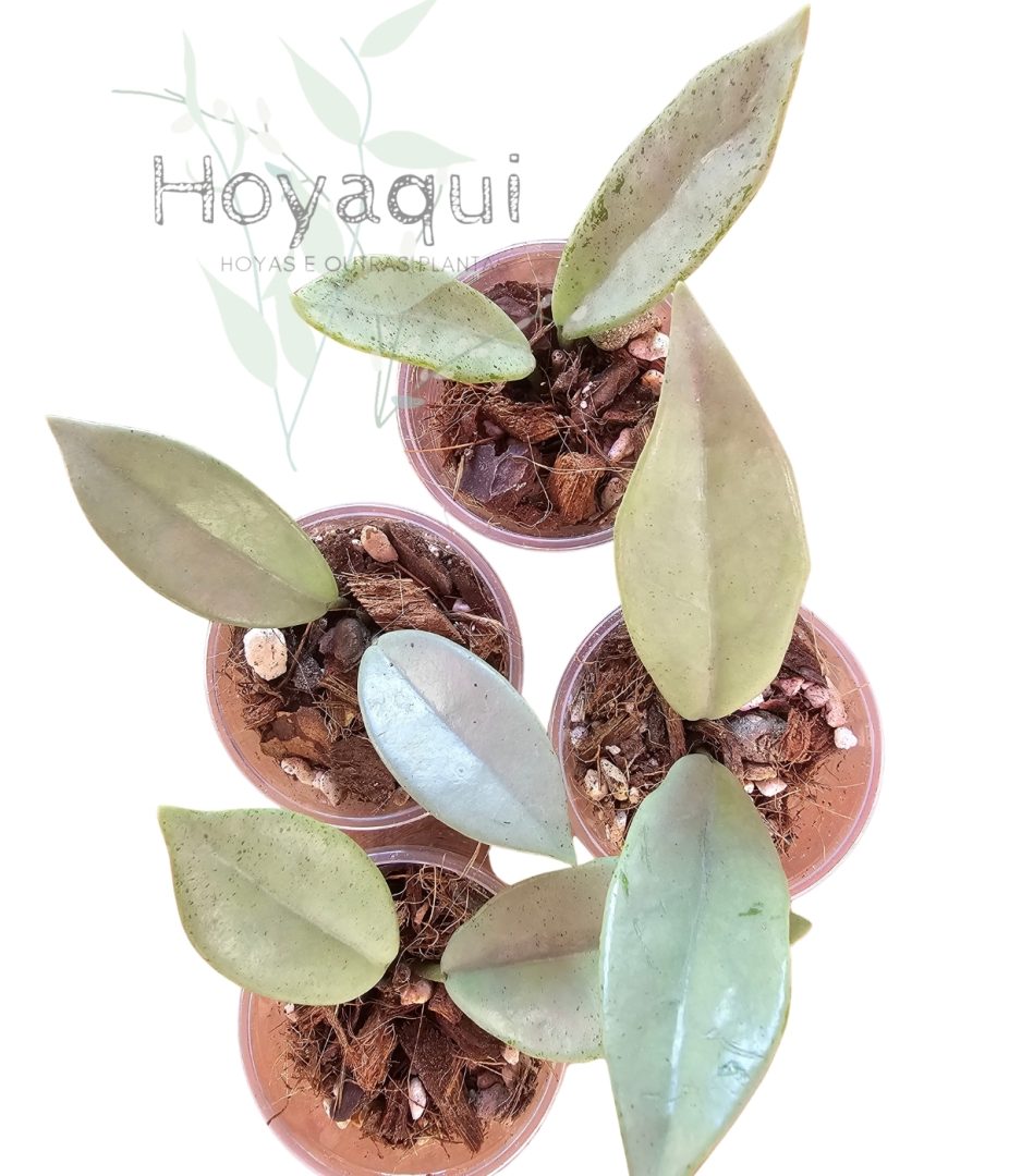 Hoya ‘Wilbur Graves Silver’