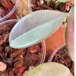 Hoya ‘Wilbur Graves Silver’