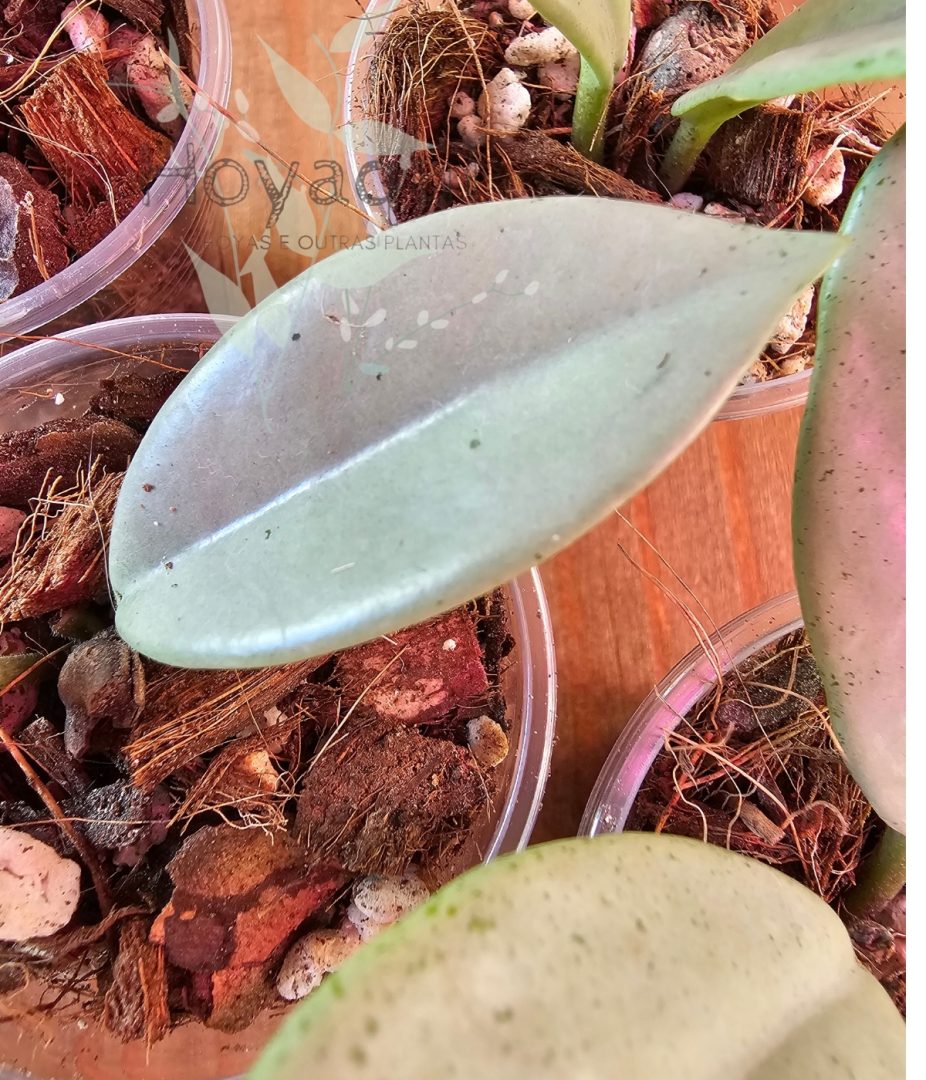 Hoya ‘Wilbur Graves Silver’