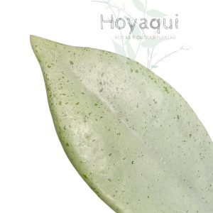 Hoya ‘Wilbur Graves Silver’