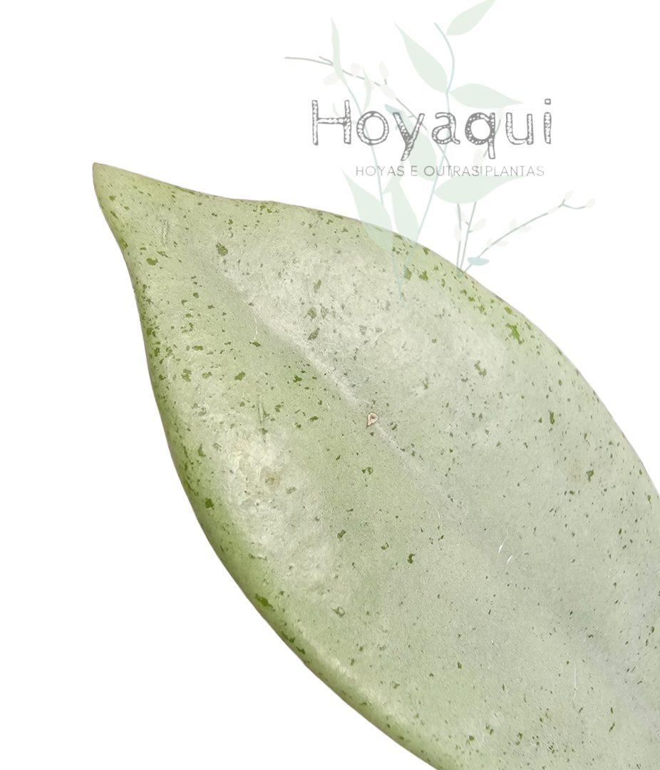 Hoya ‘Wilbur Graves Silver’