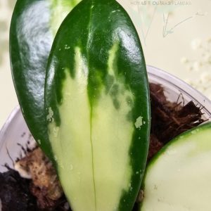 Hoya verticillata (inner variegated)