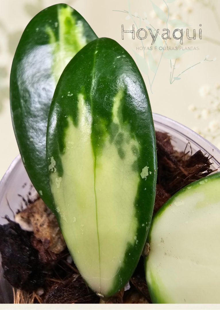 Hoya verticillata (inner variegated)