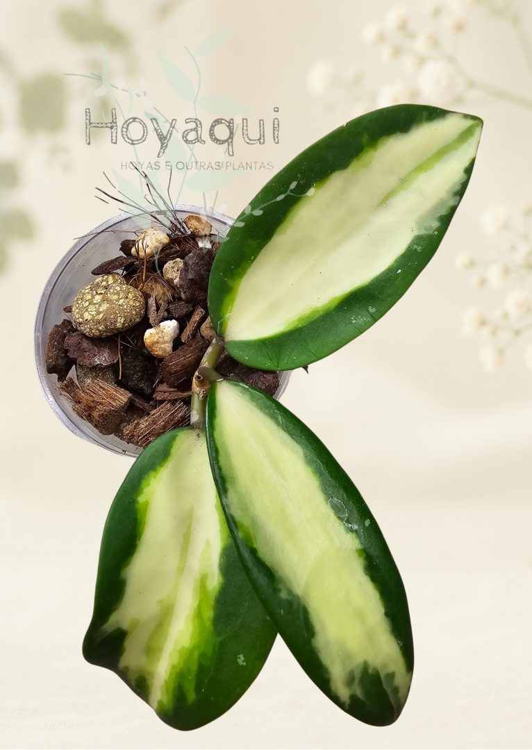 Hoya verticillata (inner variegated)