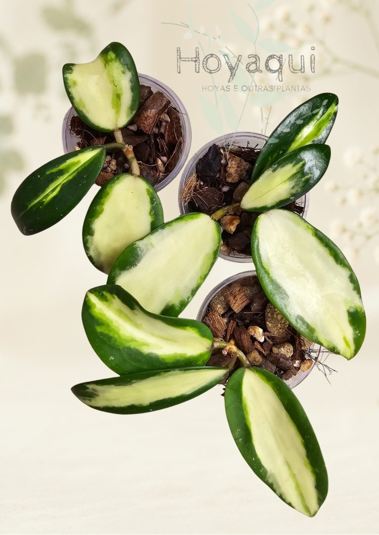 Hoya verticillata (inner variegated)
