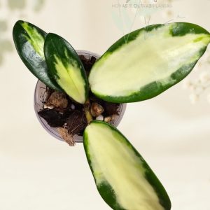 Hoya verticillata (inner variegated)