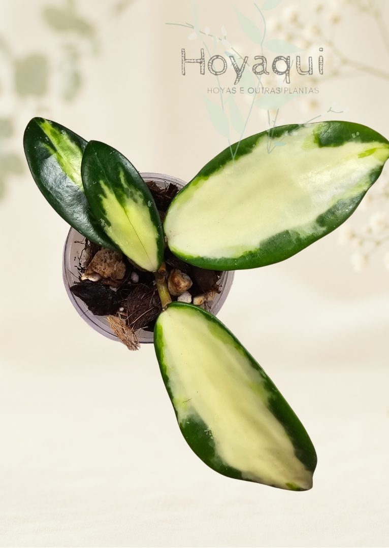 Hoya verticillata (inner variegated)