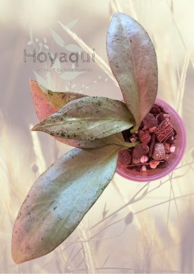 Hoya nicholsoniae ‘New Guinea Ghost’