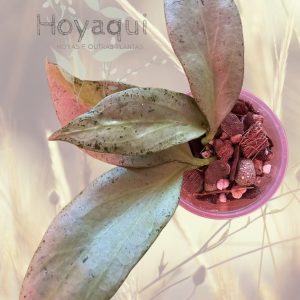 Planta 2