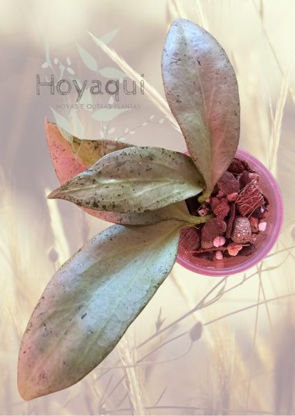 Hoya nicholsoniae ‘New Guinea Ghost’