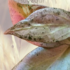 Hoya nicholsoniae ‘New Guinea Ghost’