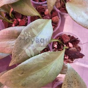 Hoya nicholsoniae ‘New Guinea Ghost’