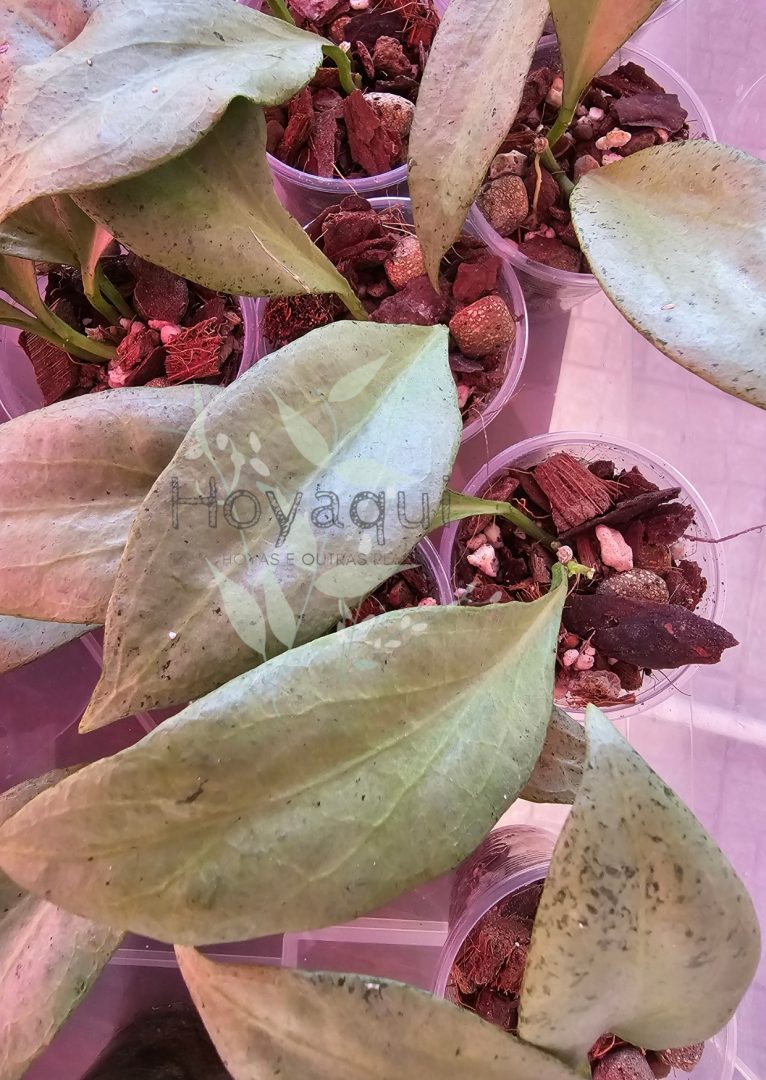 Hoya nicholsoniae ‘New Guinea Ghost’