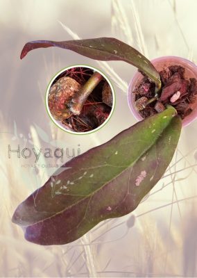 Hoya buntokensis