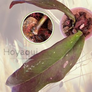 Hoya buntokensis
