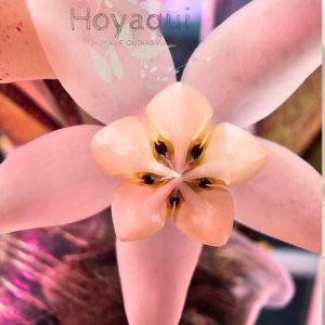 Hoya buntokensis