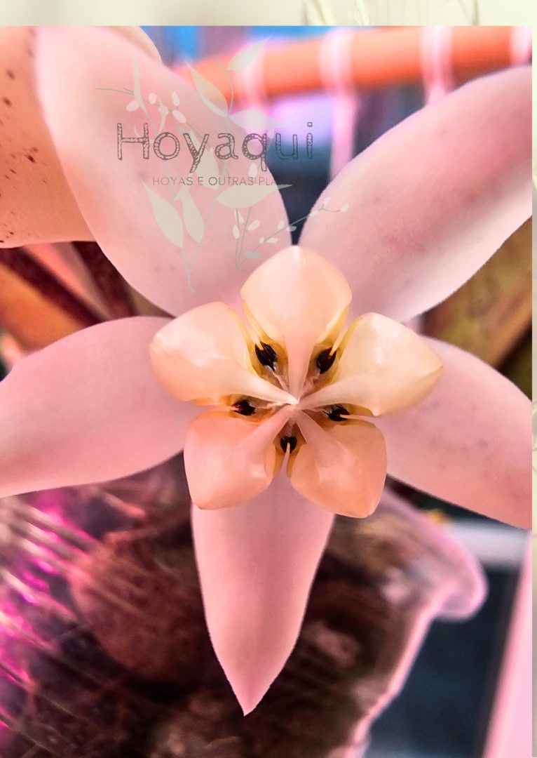 Hoya buntokensis