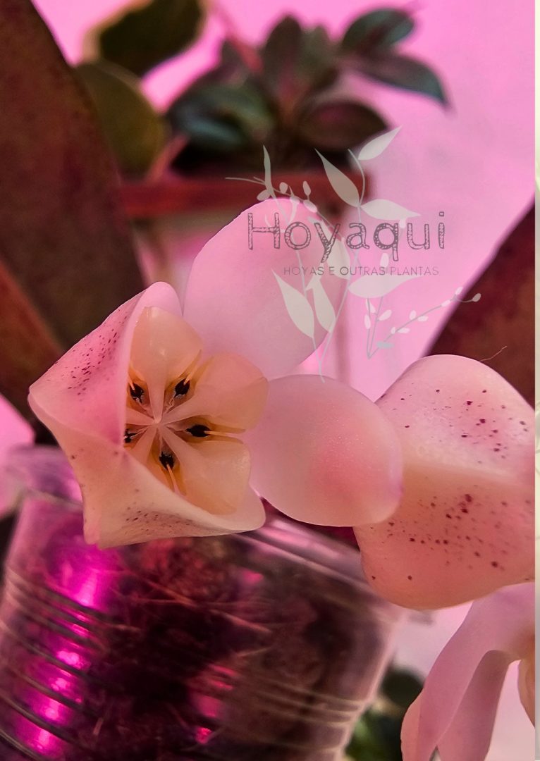 Hoya buntokensis