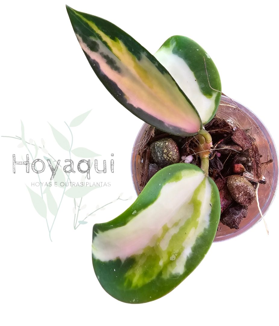 Hoya verticillata (Inner Variegated) Hoya verticillata (Inner Variegated)