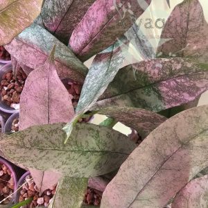 Hoya multiflora ‘Silver’