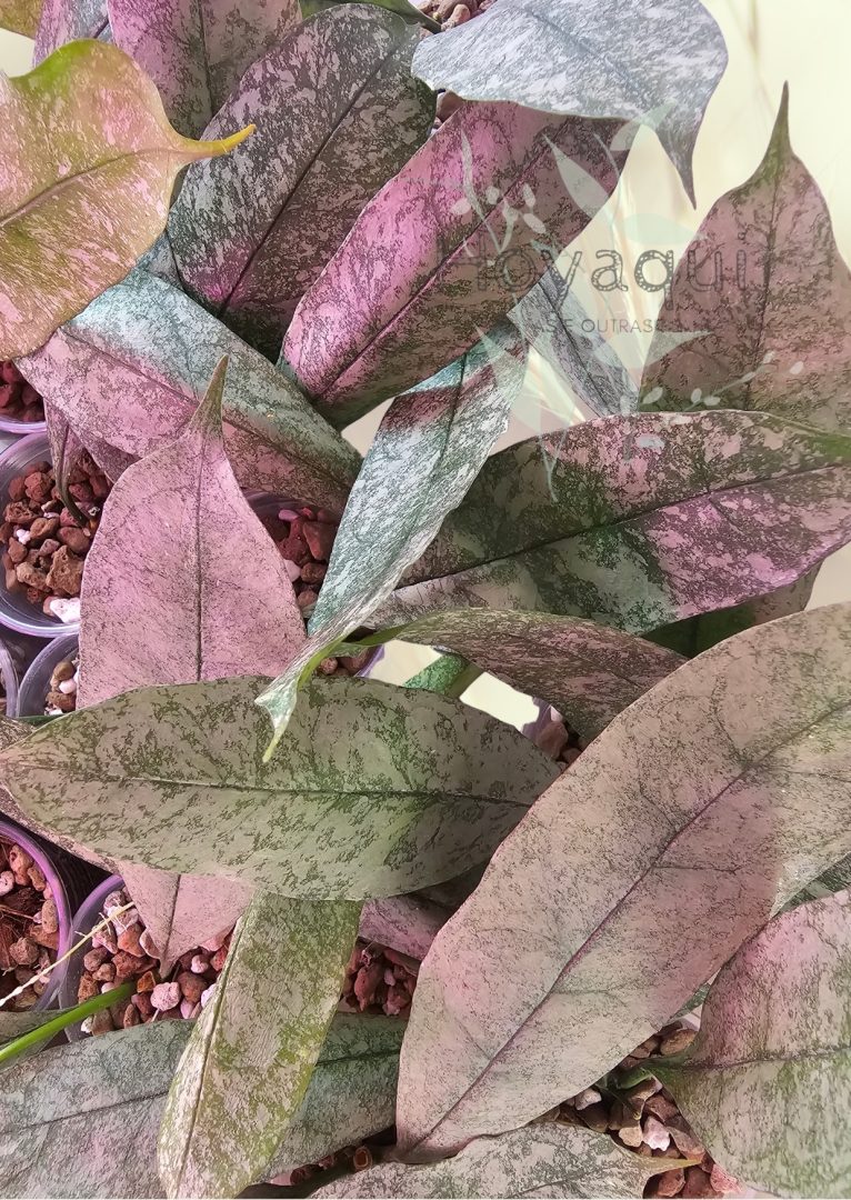 Hoya multiflora ‘Silver’ Hoya multiflora ‘Silver’
