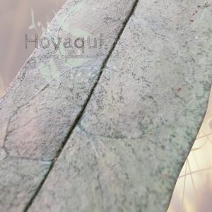 Hoya multiflora ‘Silver’