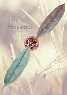 Hoya multiflora ‘Silver’