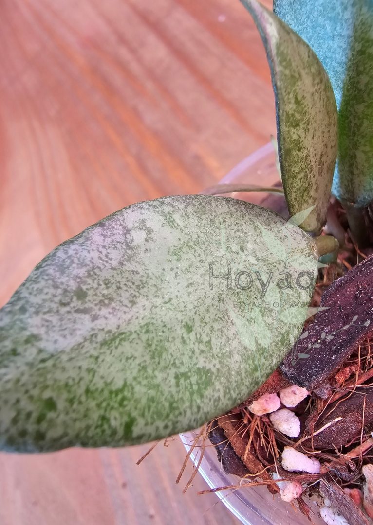 Hoya lacunosa 'Autumn Blush'