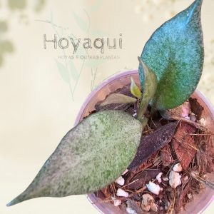 Hoya lacunosa 'Autumn Blush'
